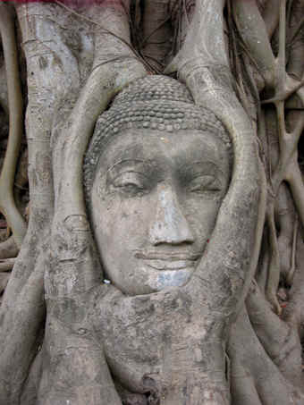 Buddha head with Bodhi tree roots embracing it, Ayutthaya, Thailand