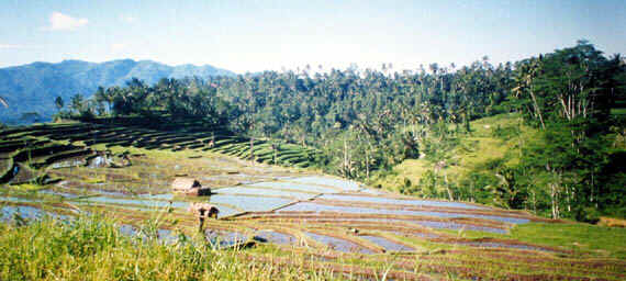 Rice Terraces in the Mountains of Bali