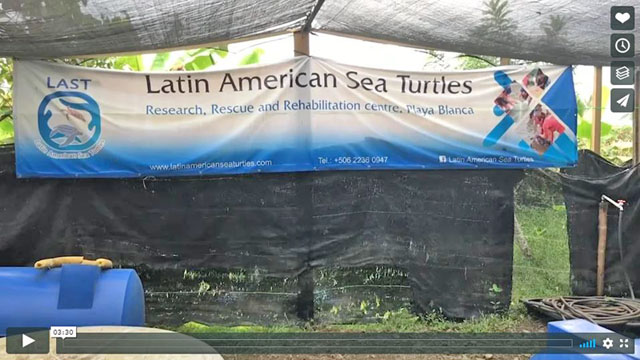 Volunteering at Latin American Sea Turtles(LAST) in Costa Rica