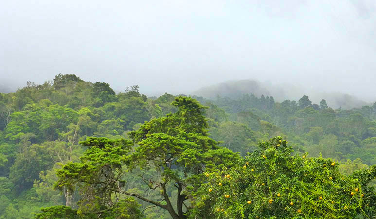 The famous mountain mists of Boquete 