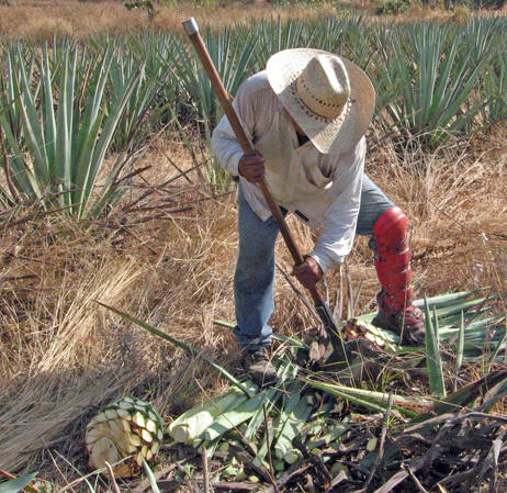 Jimadore harvesting agave pina, Jalisco, Mexico