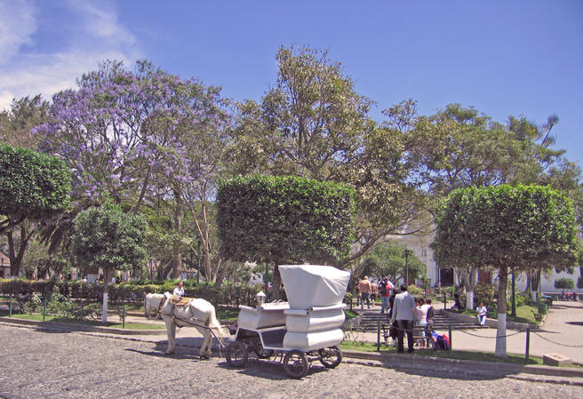 Colonial style horse-drawn carriages for a tour