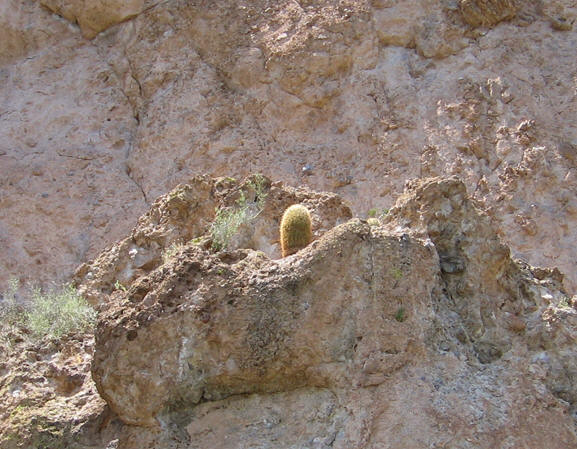 Here, a single barrel cactus clings on for life on the mountain's edge. Canyon Lake, AZ