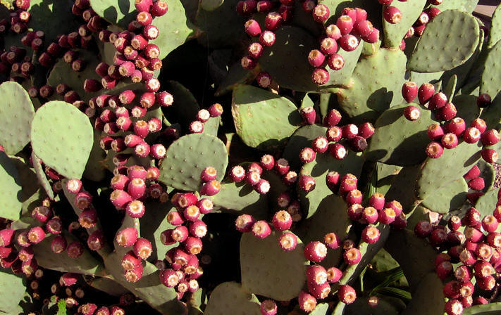 Beautiful red Prickly pear cactus fruit, Arizona