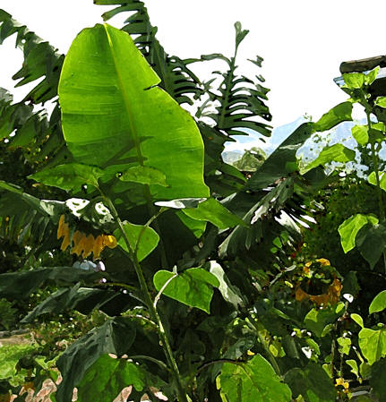 Sunflower garden in Ecuador