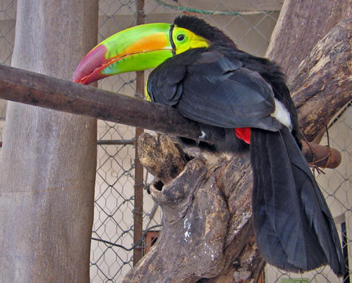 Tropical Toucan Hotel Bird