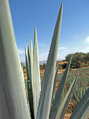 Close up of the Blue Agave with gentle hills in background